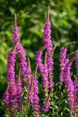 Summer Flowering Purple Loosestrife in garden