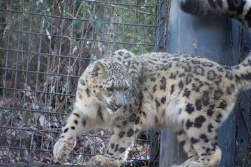 Naklejka premium ユキヒョウ