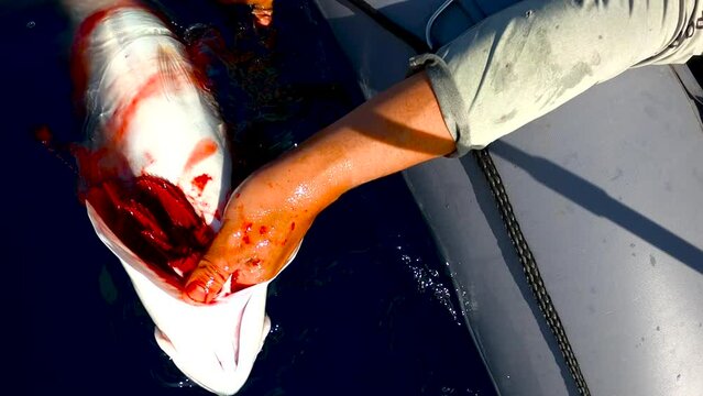 Bloodied gills from yellowtail fish drain at ocean surface turning water red