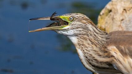 blue little heron eating a frog