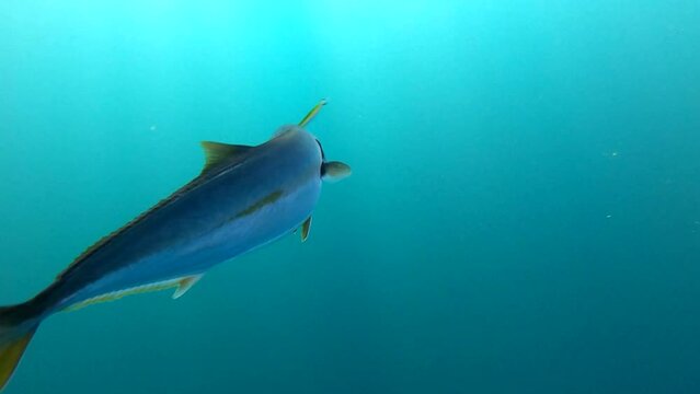 Yellowtail fish caught on crankbait lure swims through depths of crystal water, Bahia Asuncion Mexico