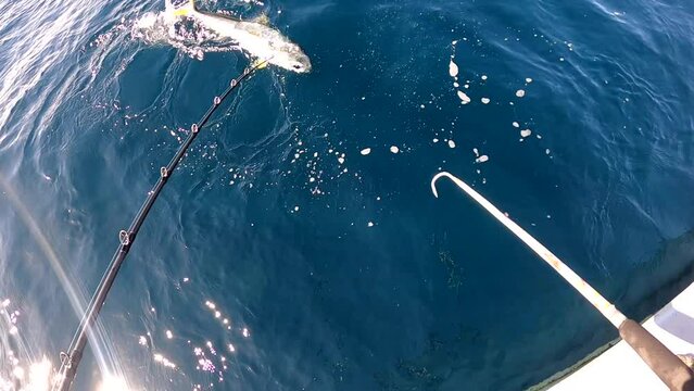 Yellowtail caught by reel swims to surface and is gaffed and brought aboard boat on sunny day