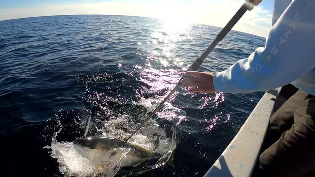 Angler and gaffer work together to bring aboard yellowtail fish in open ocean