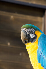 ルリコンゴウインコ