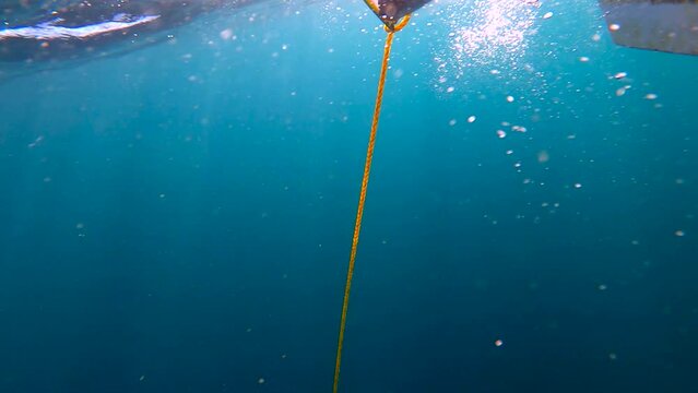 Yellowtail fish tied against rope is gaffed and brought aboard