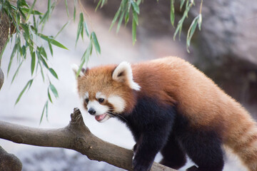 レッサーパンダ