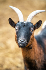 a very funny looking domestic goat with long horns and a protruding crooked tooth in focus, a goat with an overbite
