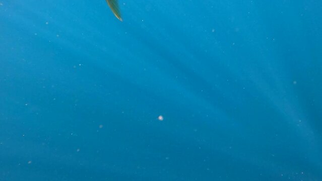 Yellowtail fish is quickly gaffed and brought aboard fishing boat