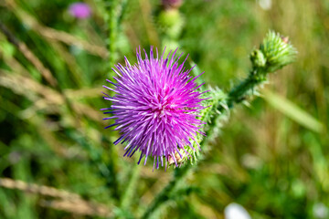 Beautiful growing flower root burdock thistle on background meadow