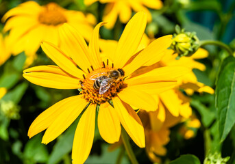 Beautiful wild flower winged bee on background foliage meadow