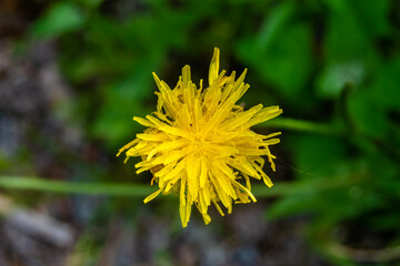 Beautiful wild growing flower yellow dandelion on background meadow