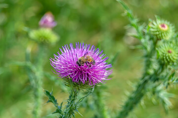 Beautiful wild flower winged bee on background foliage meadow