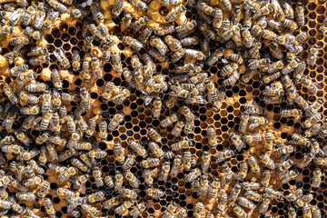 Abstract hexagon structure is honeycomb from bee hive filled