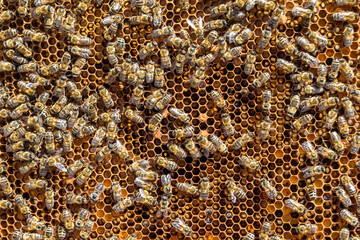 Abstract hexagon structure is honeycomb from bee hive filled