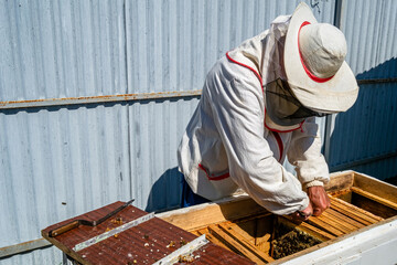 Winged bee slowly flies to beekeeper collect nectar on private apiary