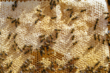 Abstract hexagon structure is honeycomb from bee hive filled
