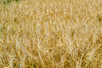Photography on theme big wheat farm field for organic harvest