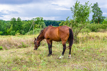 Obraz premium Beautiful wild brown horse stallion on summer flower meadow