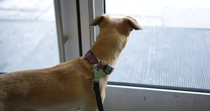 Dog patiently waiting inside condo lobby to go for a walk outdoors