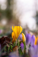 Frühblüher im Park, Krokusse lila gelb