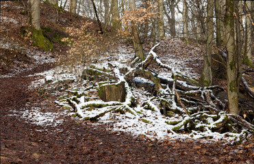 Ein kalter Spot mit Schnee in der Mitte des Waldes