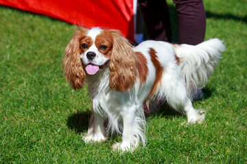 Dog breed king charles spaniel