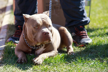 Dog breed American bully