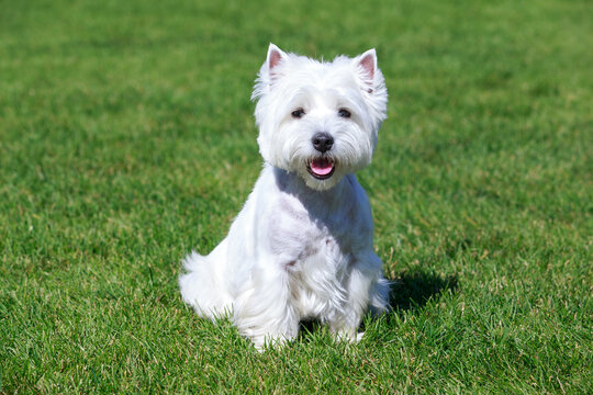 West highland white terrier
