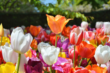 Bright tulips flowers growing in Keukenhof garden. Close up of spring tulips.
