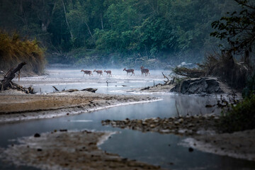 river in the forest with deers