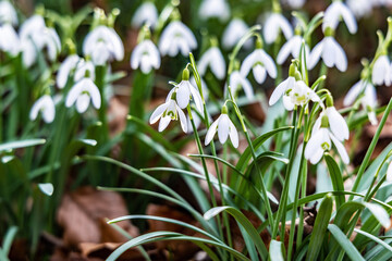 In the forest in the wild in spring snowdrops bloom