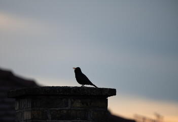 Schattenriss einer Amsel