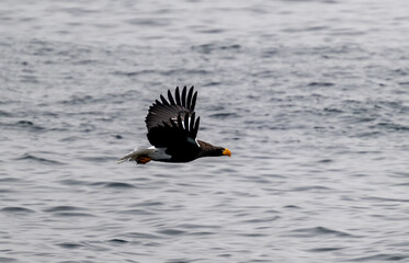 Obraz premium ワシ