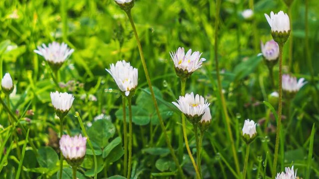 Close up of white daisy flowers blooming fast in green grassy meadow in sunny morning grow Time lapse Bellis Perennis