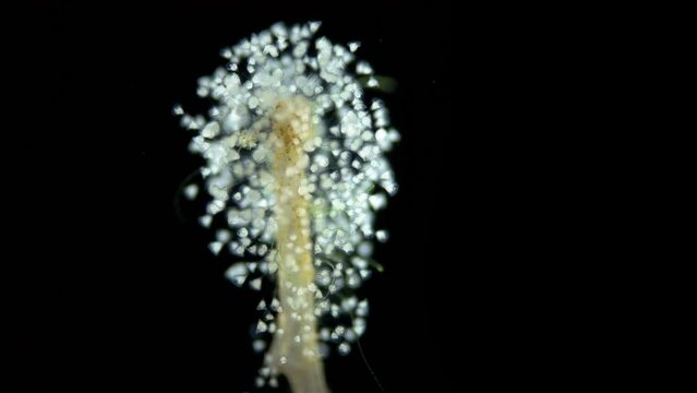Infusoria (Ciliophora) Vorticella under microscope, class Oligohymenophorea. Video shows the colony attached to algae. They also attach to stones, crustaceans