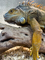 Texture beautiful iguana close up, exotic animal.