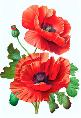 Red poppy flower drawing isolated on white background. Watercolor, hand drawn style, ai generation