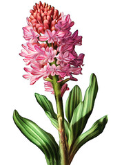 Pink hyacinth flower drawing isolated on white background. Watercolor, hand drawn style, ai generation