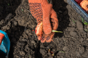the hand plants bulbs of flowers in the soil