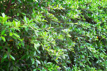 abstract wall full of Vegetation green color, ficus hedge in tropics, shalow DOF, copy space.