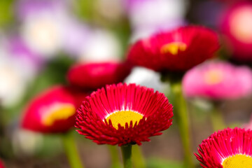 Colorful red yellow flowerhead of early bloomer daisy (Bellis perennis) a European perennial herbaceous plant species of the family Asteraceae. Special breed for gardens, macro close up, in sunlight. © ON-Photography