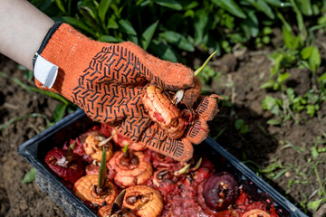 the hand plants bulbs of flowers in the soil