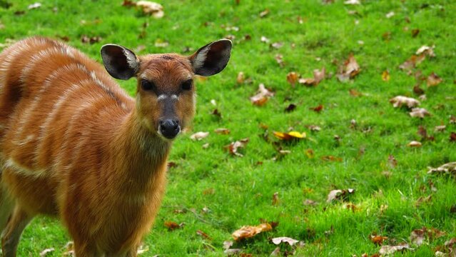western sitatunga looks in different directions and wiggles his ears