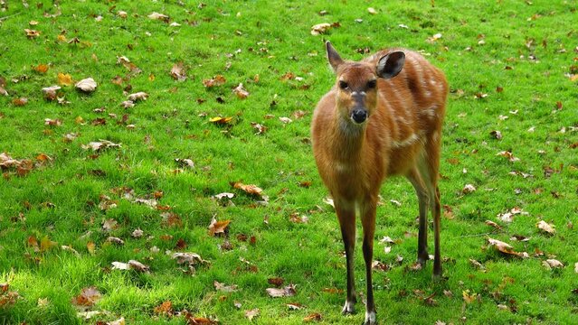western sitatunga looks in different directions and wiggles his ears