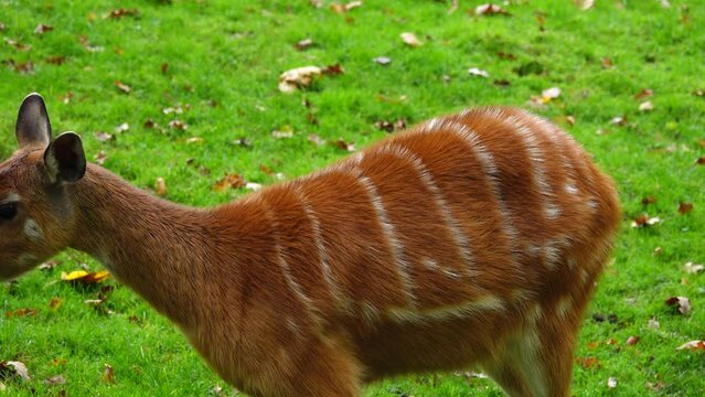 western sitatunga looks in different directions and wiggles his ears. slow motion
