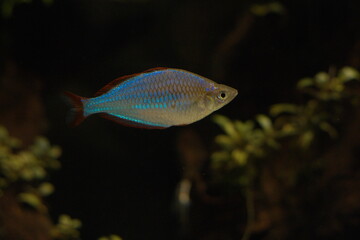 ネオンドワーフレインボー