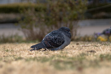 公園で啄むハト