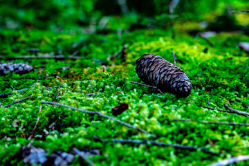 Flower Power im Wald an einem Frühlings Tag