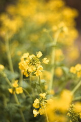 Obraz premium 初春の菜の花