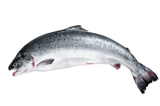Salmon Fish Whole Images – Browse 14,270 Stock Photos, Vectors